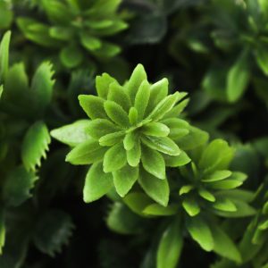 Alternative view of Planta Decorativa GR