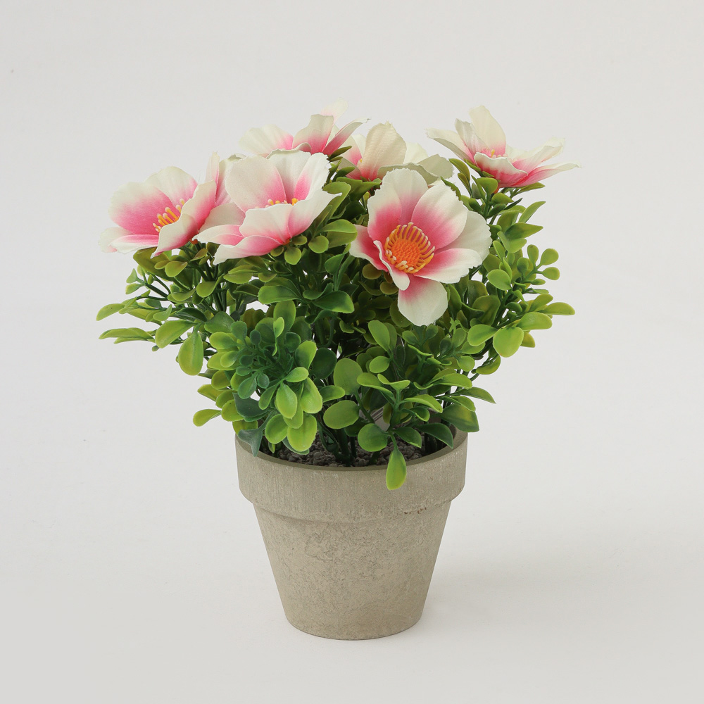 24510890003800-2 (2)