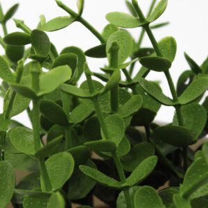 Alternative view of Planta Decorativa Con Lentes