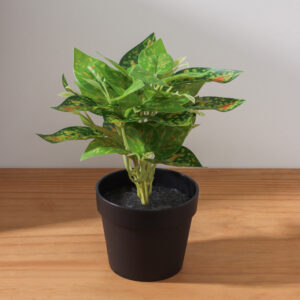 Planta Decorativa 24